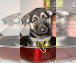 Puppy Daisy German Shepherd Dog-Siberian Husky Mix