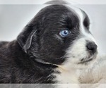 Small Photo #5 Miniature Australian Shepherd Puppy For Sale in PRAIRIE GROVE, AR, USA