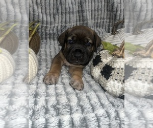 Cane Corso Litter for sale in AMITY, AR, USA