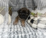 Small Cane Corso