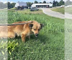 Mutt Dogs for adoption in Evansville, IN, USA