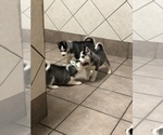 Small Photo #13 Siberian Husky Puppy For Sale in BELLEVIEW, MO, USA