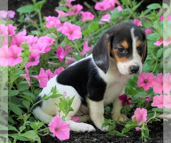 Medium Photo #1 Beagle Puppy For Sale in FREDERICKSBG, OH, USA