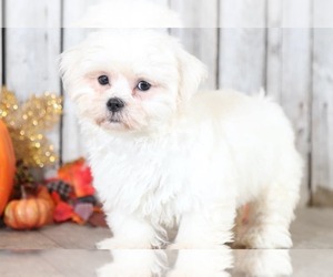 Maltese Puppy for sale in MOUNT VERNON, OH, USA