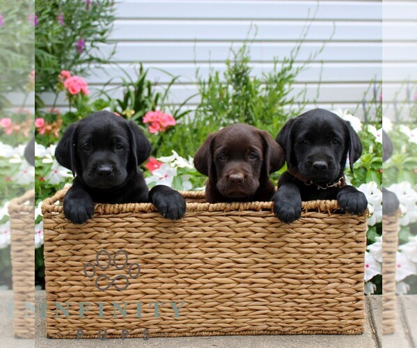 Medium Photo #2 Labrador Retriever Puppy For Sale in JONESTOWN, PA, USA