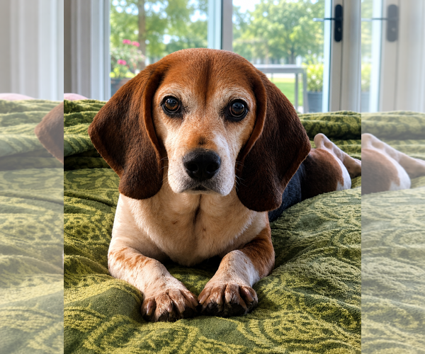 Medium Photo #1 Beagle Puppy For Sale in Dunnellon, FL, USA