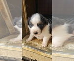 Small Photo #2 Australian Shepherd Puppy For Sale in BAILEYTON, AL, USA