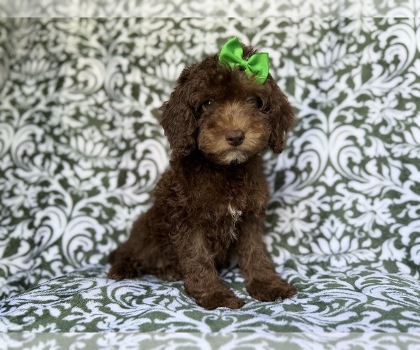 Medium Photo #8 Cavapoo (Miniature) Puppy For Sale in LAKELAND, FL, USA