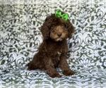 Small #7 Cavapoo (Miniature)
