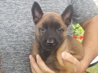 gray belgian malinois puppies for sale