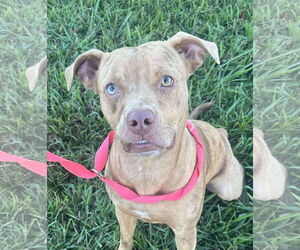 Mutt Dogs for adoption in Oakhurst, NJ, USA