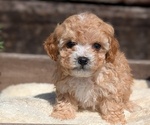 Small Photo #30 Cavapoo (Miniature) Puppy For Sale in GOSHEN, IN, USA