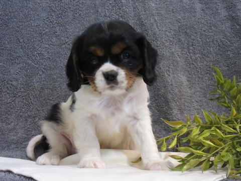 Medium Photo #1 Cavalier King Charles Spaniel Puppy For Sale in MYERSTOWN, PA, USA