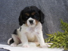 Small Photo #1 Cavalier King Charles Spaniel Puppy For Sale in MYERSTOWN, PA, USA