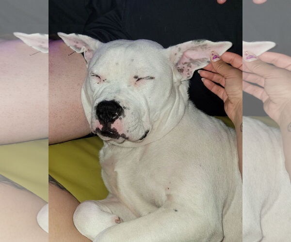 Medium Photo #14 American Pit Bull Terrier-Unknown Mix Puppy For Sale in Crete, IL, USA