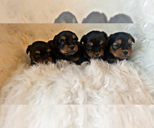 Yorkshire Terrier Puppy for sale in LOCUST GROVE, GA, USA