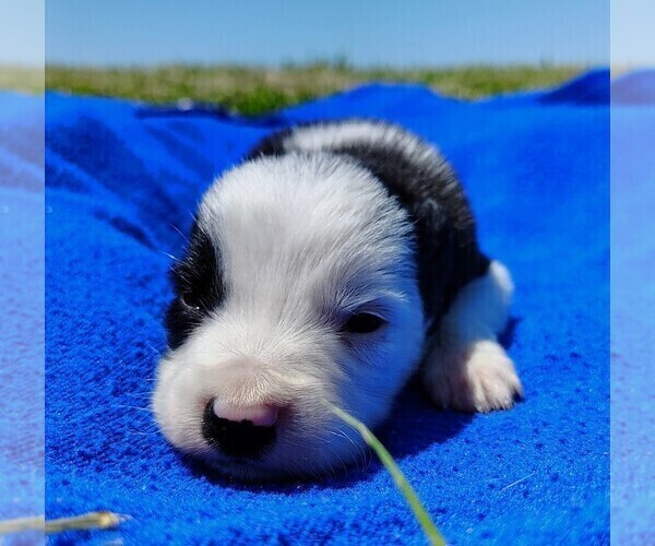 Medium Photo #11 Border Collie Puppy For Sale in NORBORNE, MO, USA
