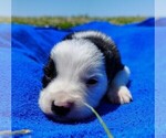 Small Photo #42 Border Collie Puppy For Sale in NORBORNE, MO, USA