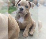Small Photo #21 American Bully Puppy For Sale in SANTA CRUZ, CA, USA