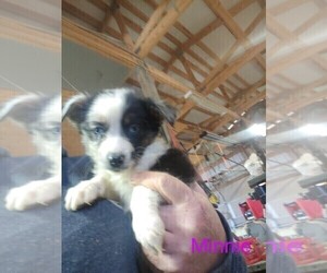 Miniature Australian Shepherd Puppy for sale in HARDY, AR, USA