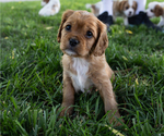 Puppy Sam Cavapoo