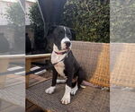 Small #1 American Pit Bull Terrier