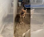 Small German Shepherd Dog Mix