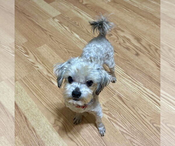 Medium Photo #2 Maltese-Unknown Mix Puppy For Sale in Spring Lake, NC, USA