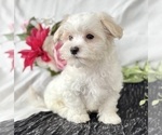 Small #10 Maltese