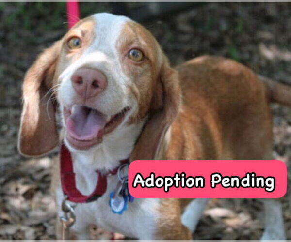 Medium Photo #1 Beagle Puppy For Sale in Dunnellon, FL, USA