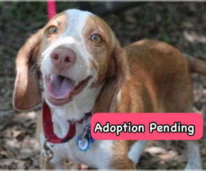 Beagle Dogs for adoption in Dunnellon, FL, USA