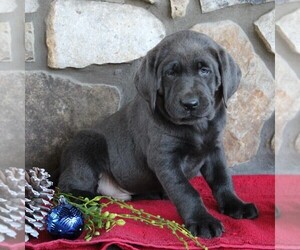 Labrador Retriever Puppy for sale in KINZERS, PA, USA