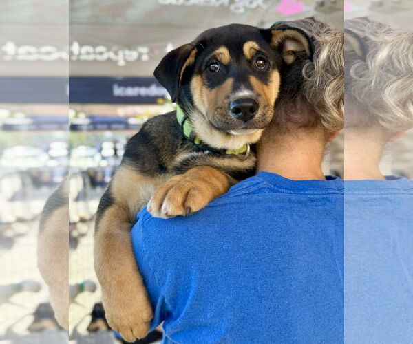 Medium Photo #3 Gerberian Shepsky Puppy For Sale in Corona, CA, USA