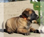 Small Photo #2 Belgian Malinois Puppy For Sale in FREDERICKSBRG, PA, USA