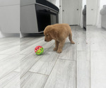 Small #3 Golden Retriever