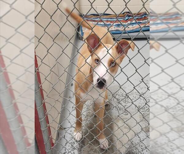 Medium Photo #1 Labsky Puppy For Sale in Anchorage, AK, USA