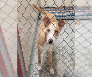 Labsky Dogs for adoption in Anchorage, AK, USA