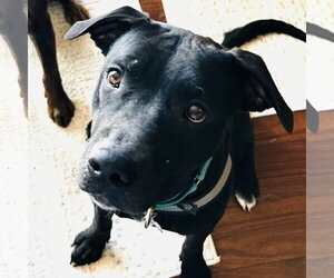 Blacklit Canopy - Female Mutt Dog for Adoption - Photo #6