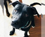 Small Photo #6 Mutt Puppy For Sale in Fargo, ND, USA