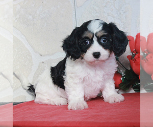 Cavachon Puppy for sale in GORDONVILLE, PA, USA