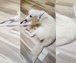 Small #14 Great Pyrenees
