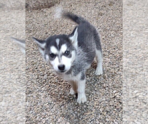 Medium Photo #4 Siberian Husky Puppy For Sale in TUCSON, AZ, USA