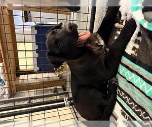 German Shepherd Dog-Unknown Mix Dogs for adoption in Thief River Falls, MN, USA