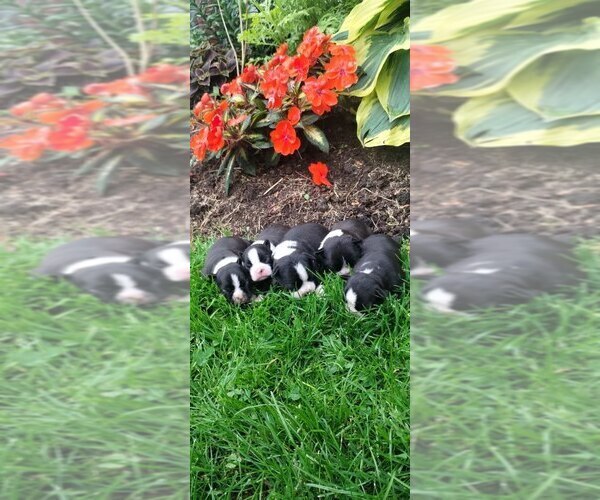 Medium Photo #1 Boston Terrier Puppy For Sale in GREENWOOD, WI, USA