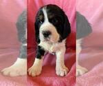 Puppy Yellow Collar English Springer Spaniel