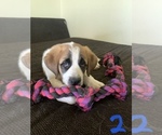 Puppy 2 Great Pyrenees-Saint Bernard Mix
