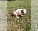 Puppy Choppa Bulldog