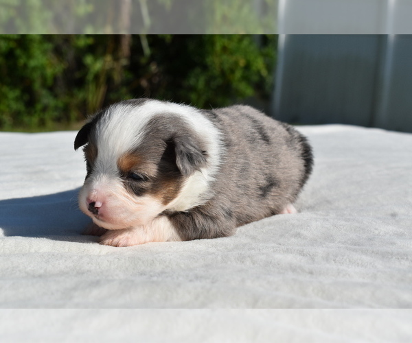 Medium Photo #2 Miniature Australian Shepherd Puppy For Sale in PALM COAST, FL, USA