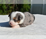 Small #1 Miniature Australian Shepherd