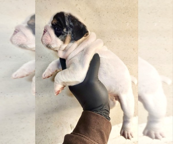 Medium Photo #3 English Bulldog Puppy For Sale in MIAMI, FL, USA